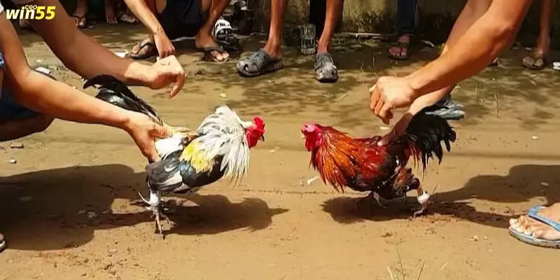 Đá Gà Cựa Sắt Win55